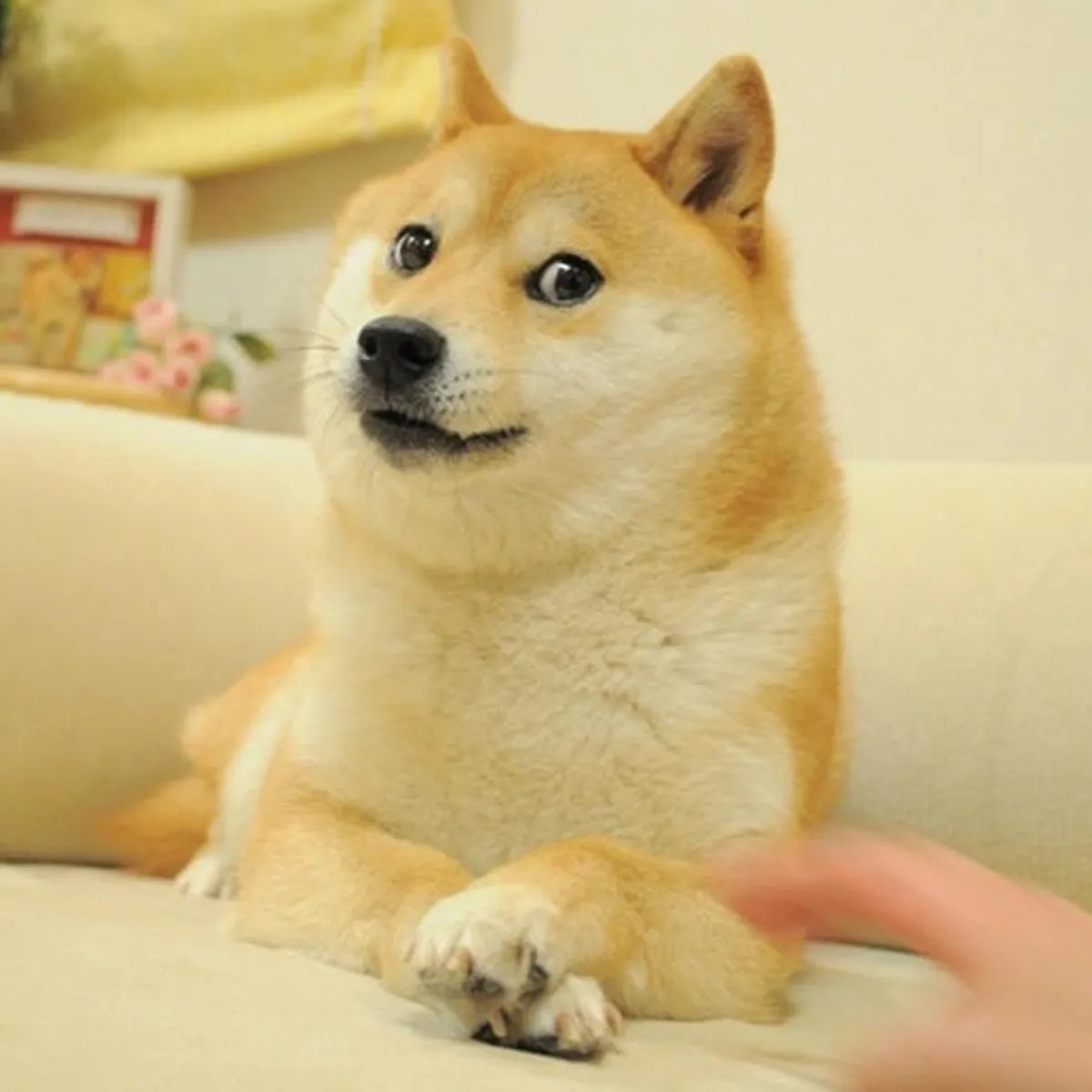 Shiba Inu with crossed paws on couch